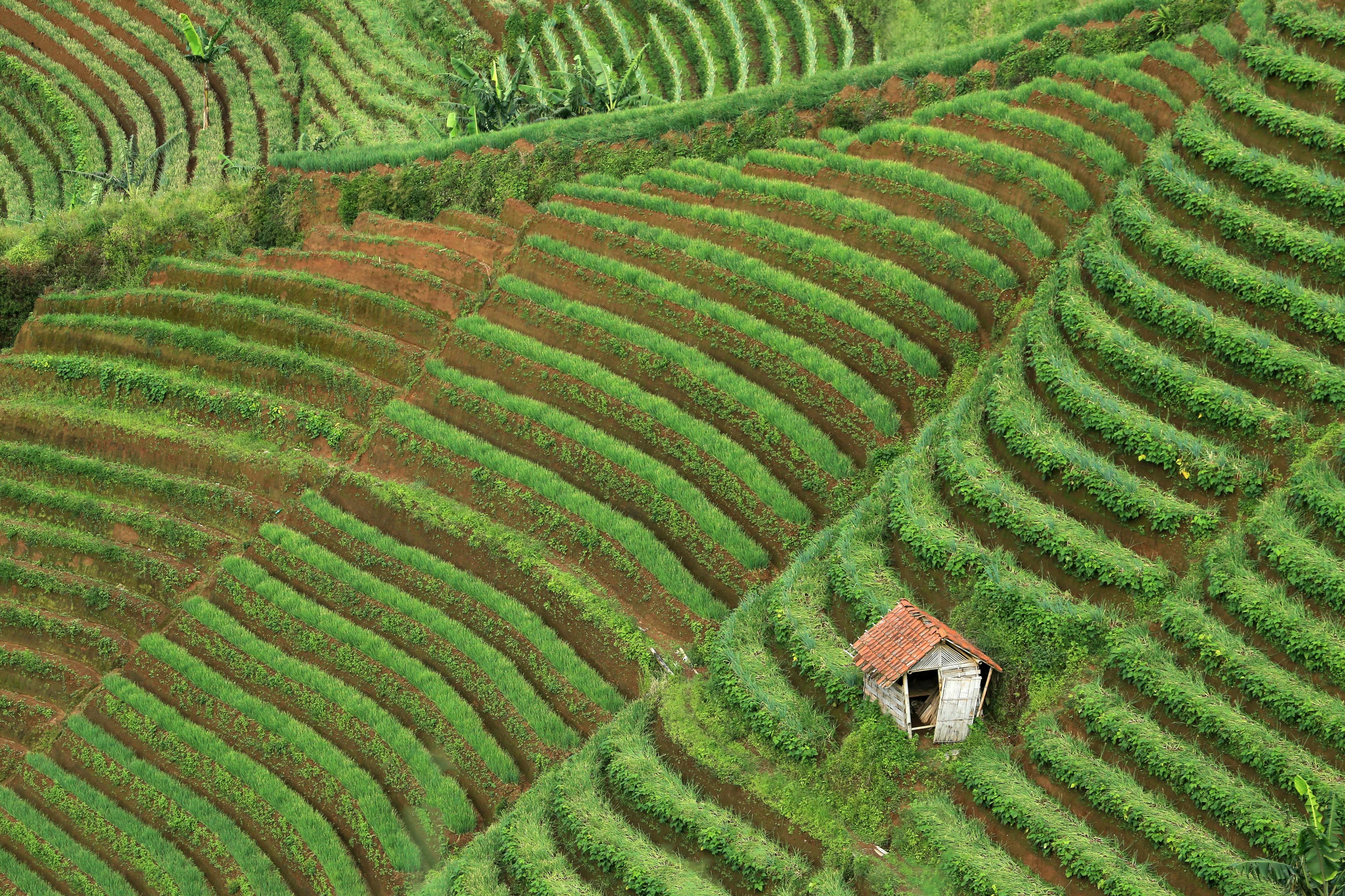 Wayamba plantation landscape