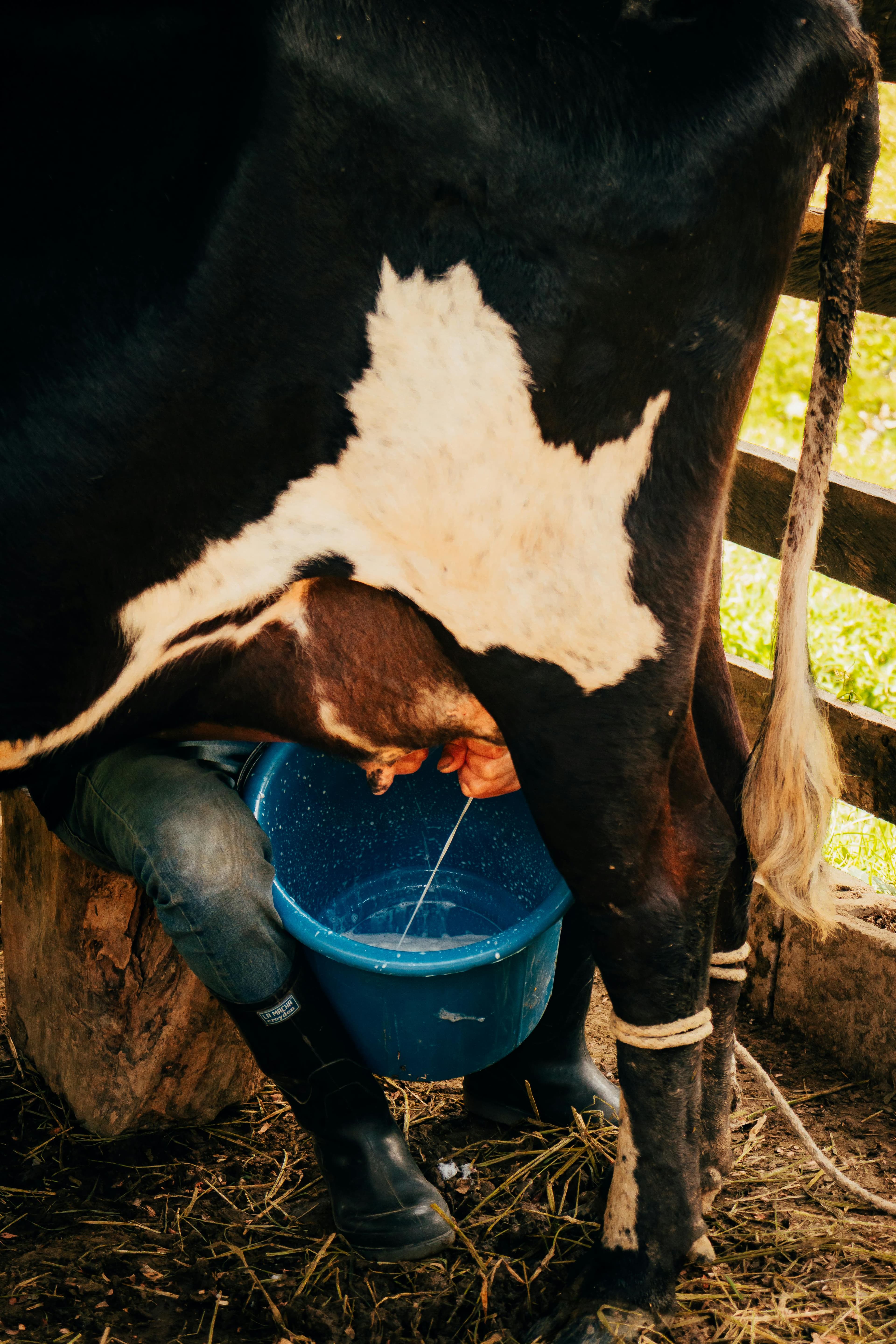 Dairy (Cows)
