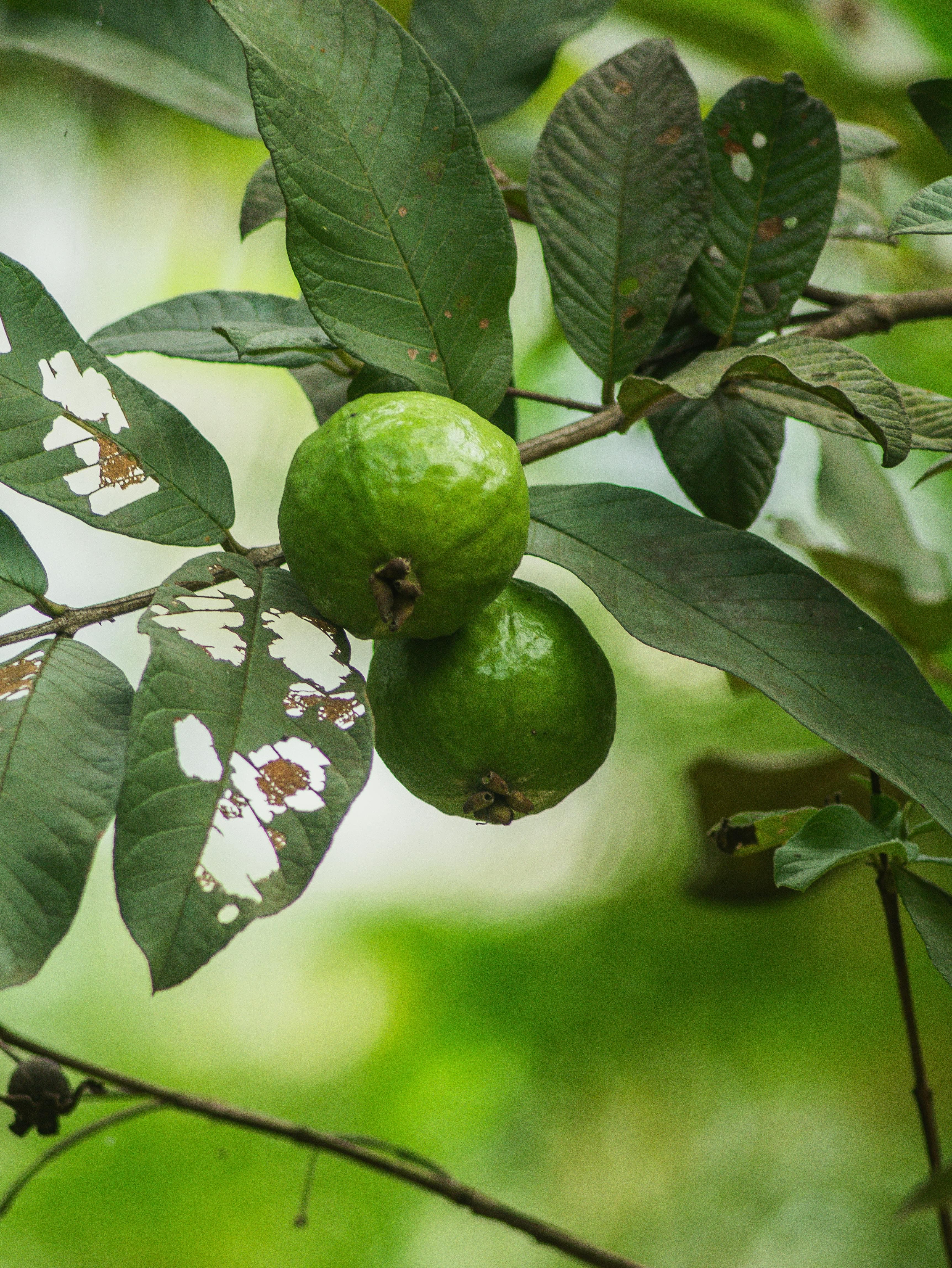 Apple Guava