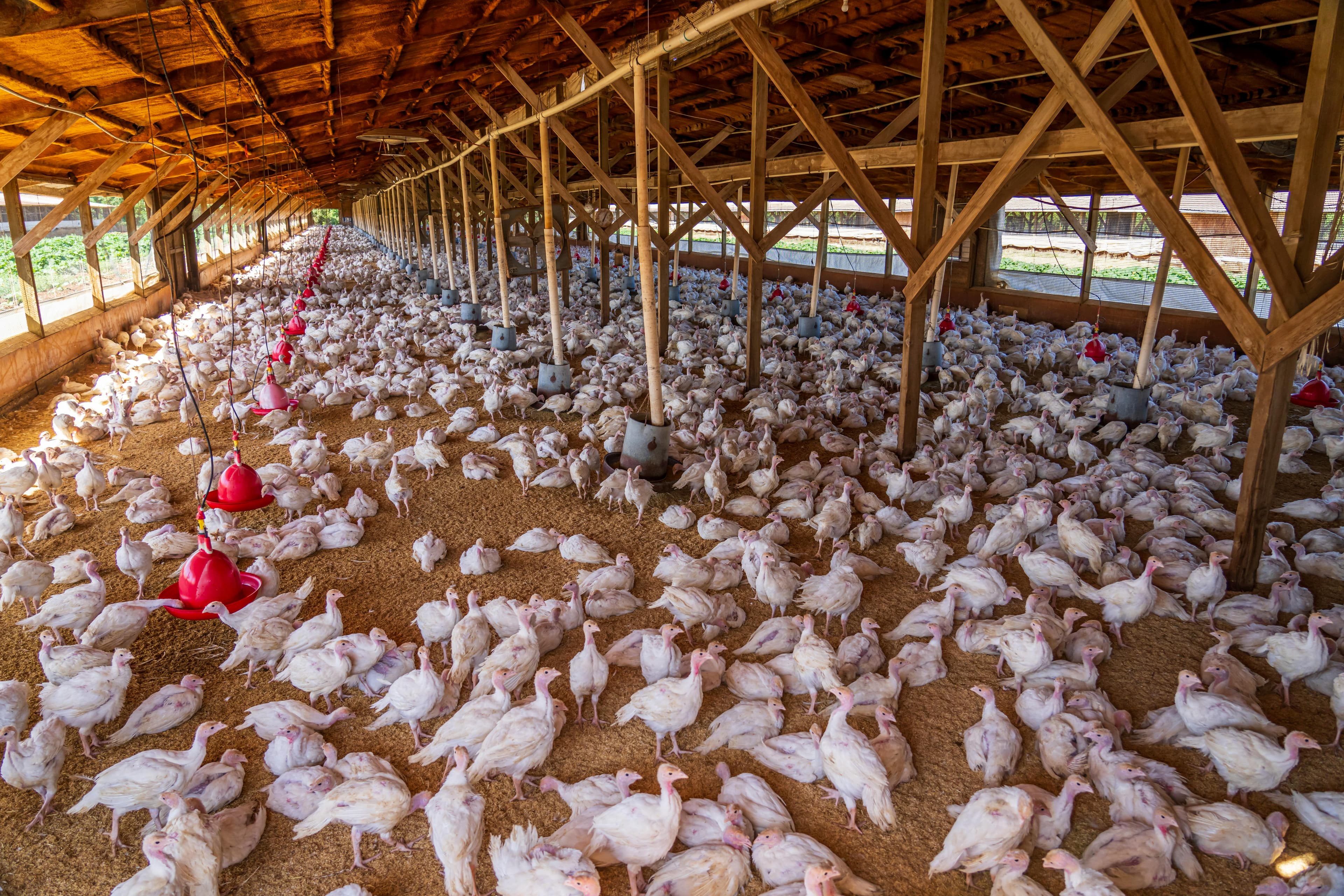 Poultry