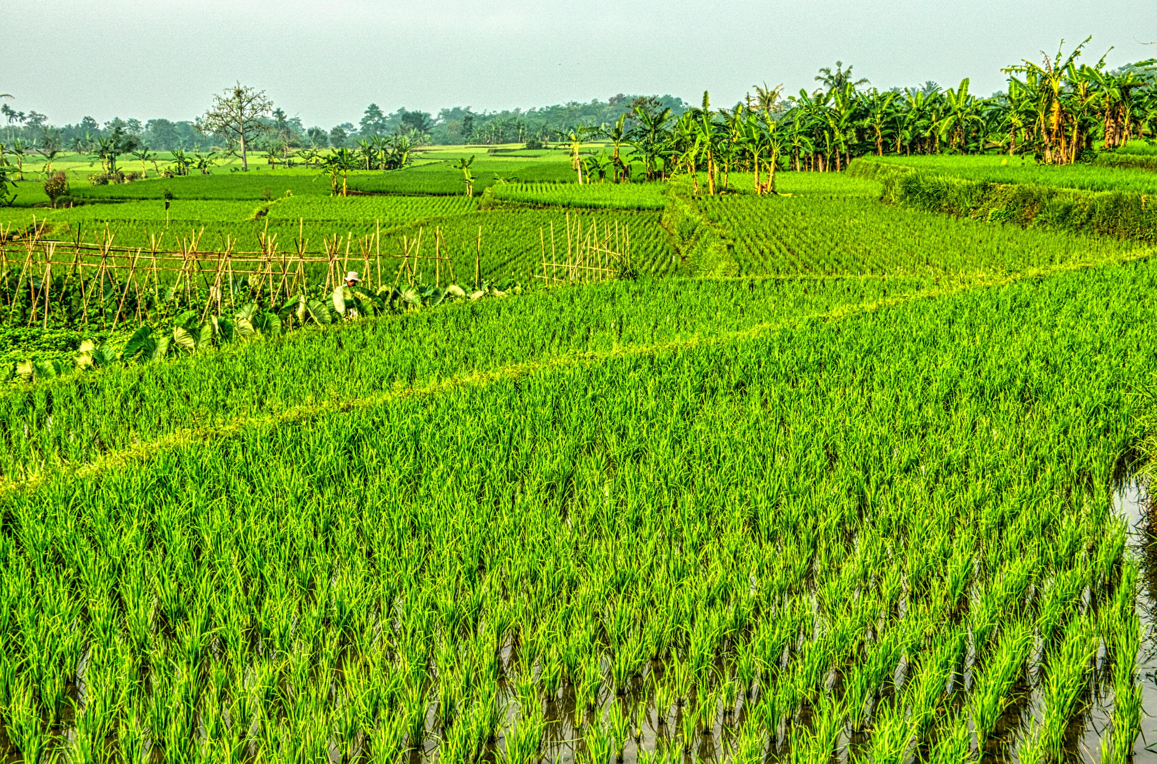 Wayamba Corporation cultivated land at sunrise